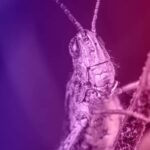 A nightmare scenario for farmers is happening right now nightmare-grasshopper